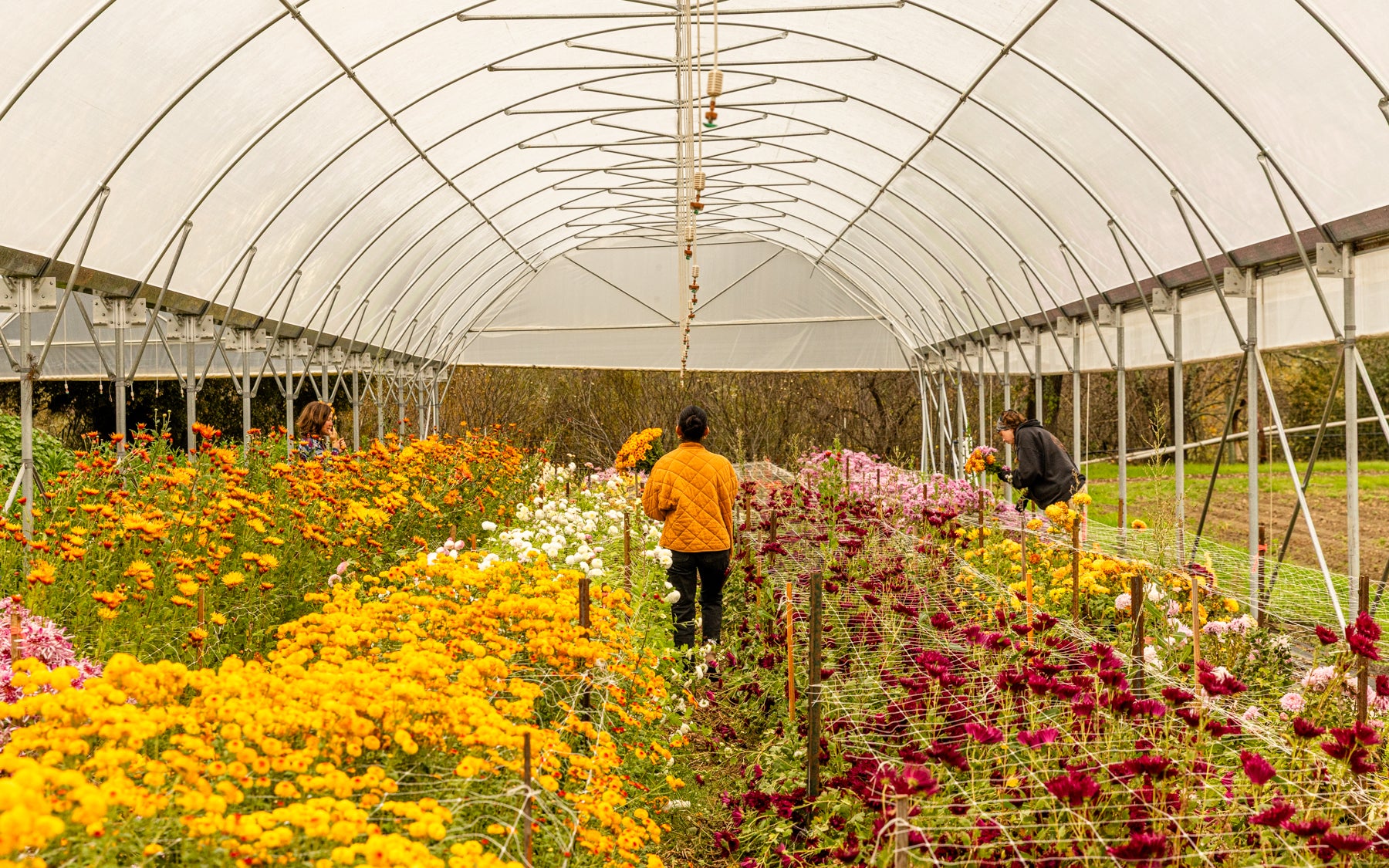 Flower team harvesting chrysanthemums in hoop houses at Front Porch Farm.