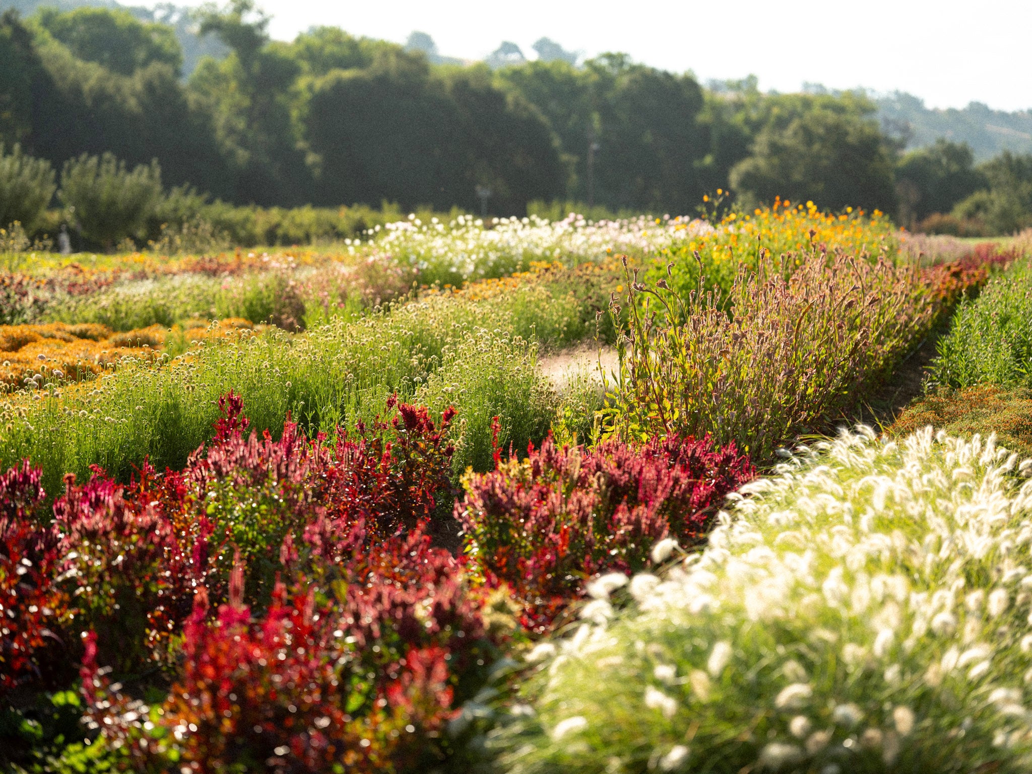 Field of organic flowers in summer grown at Front Porch Farm in Healdsburg CA.