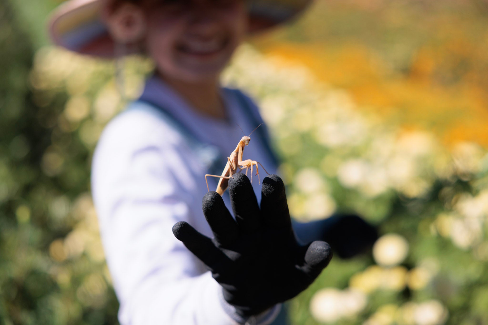 Flower team member holding a praying mantis in the flower fields at Front Porch Farm in Healdsburg CA