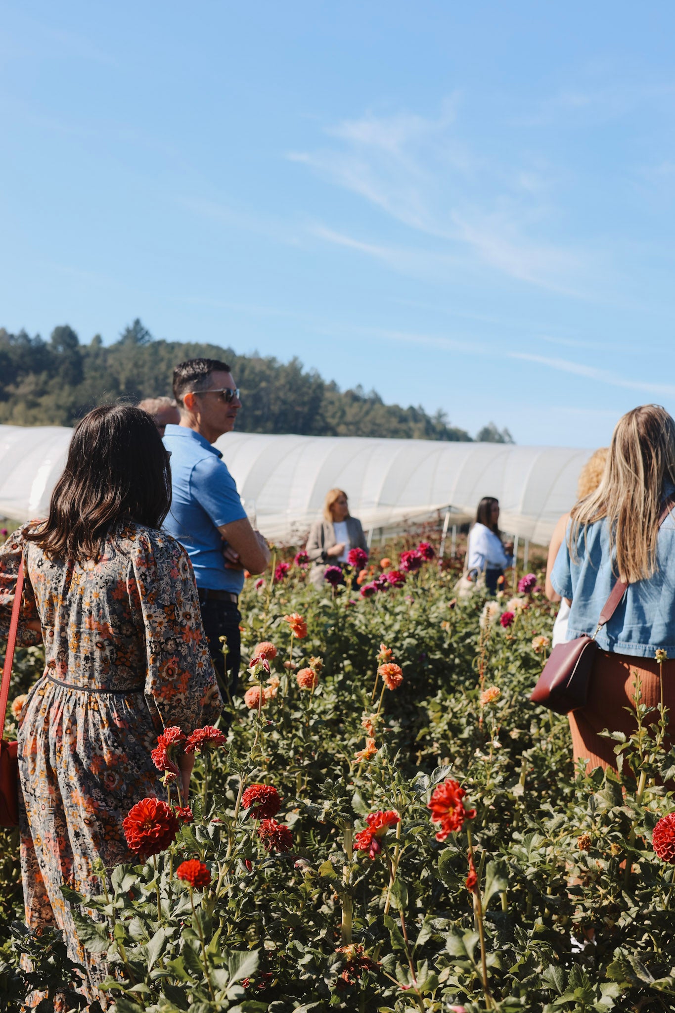 People walking through a field of Dahlias turning a farm tour at Flower Porch in Healdsburg, CA.