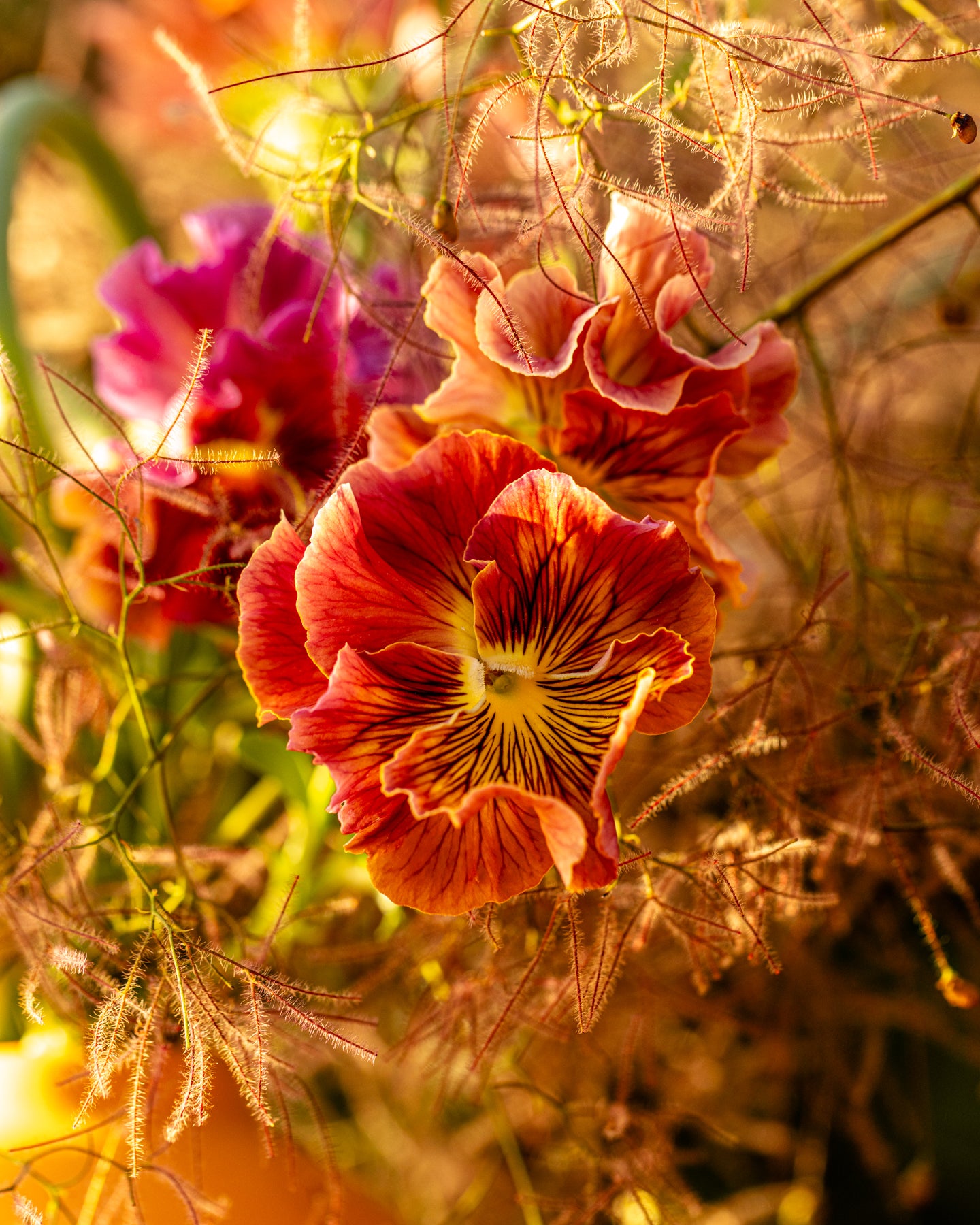 Vibrant pansy flowers arranged by Flower Porch during summertime.