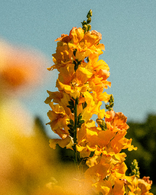Centerpiece Design: Early Summer