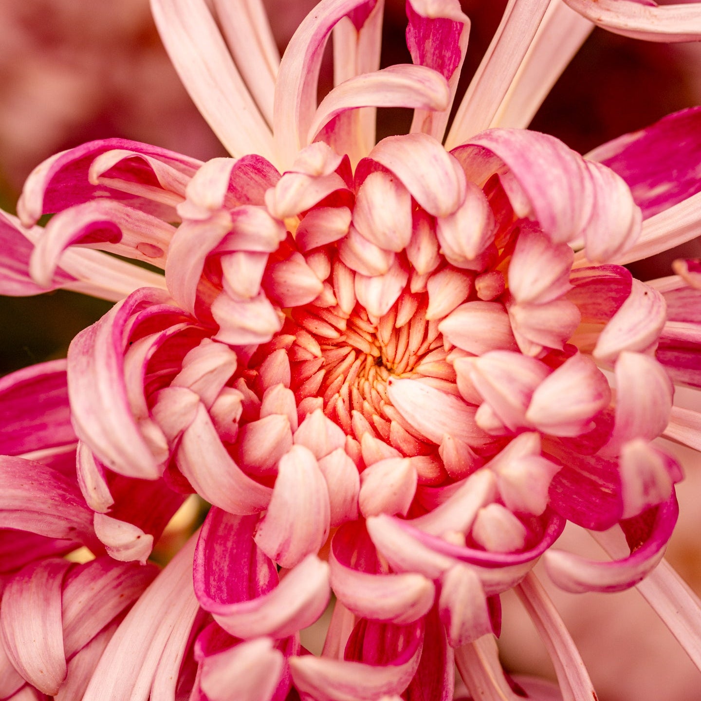 Close-up of a pink chrysanthemum flower with a blurred background from Front Porch Farm.