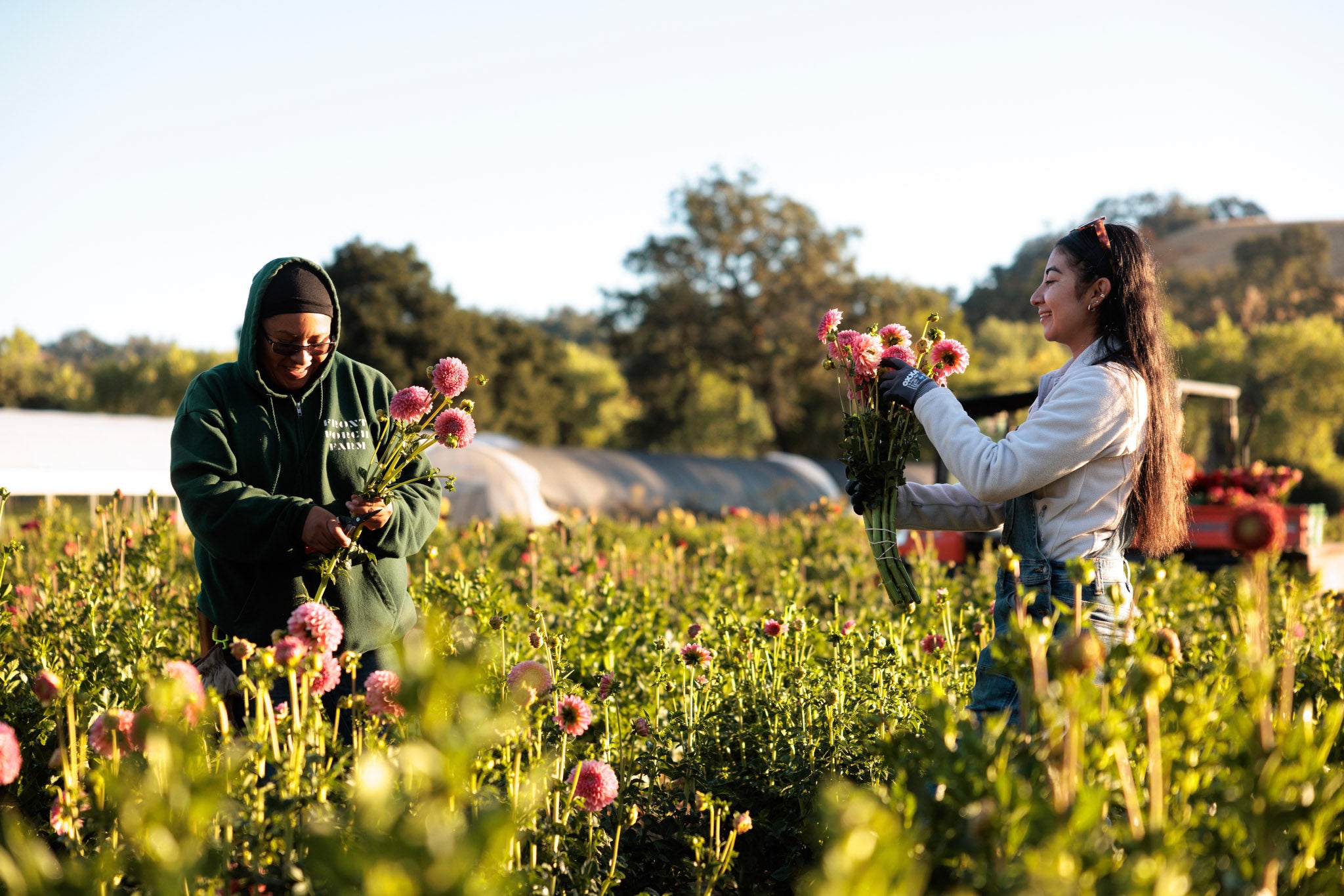 Flower crew harvesting dahlias in the field at Front Porch Farm in Healdsburg CA